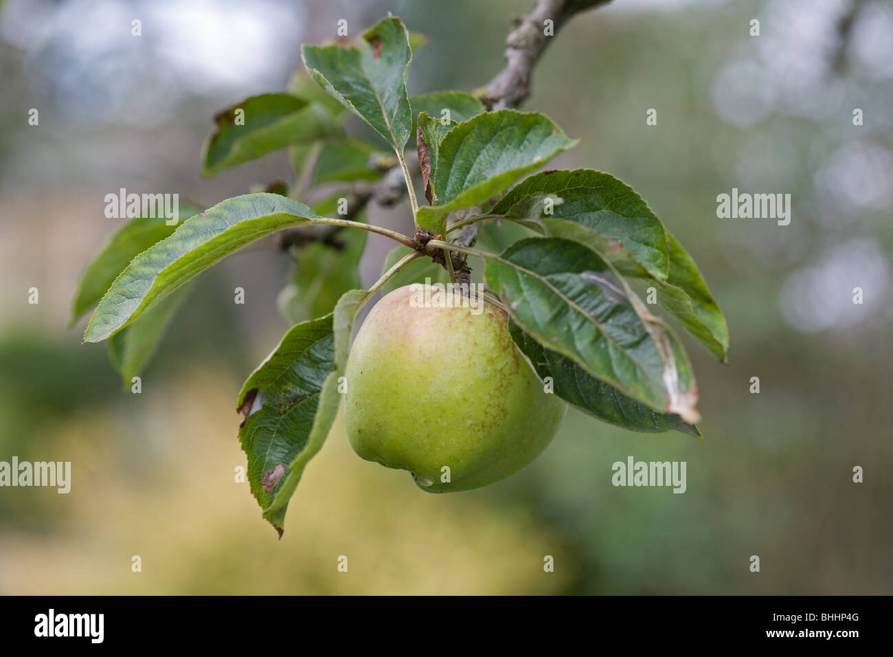 Apple che cresce su un albero Foto Stock