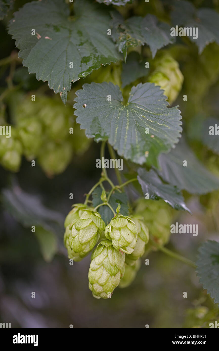 Luppolo selvatico che cresce in Hedge righe Foto Stock