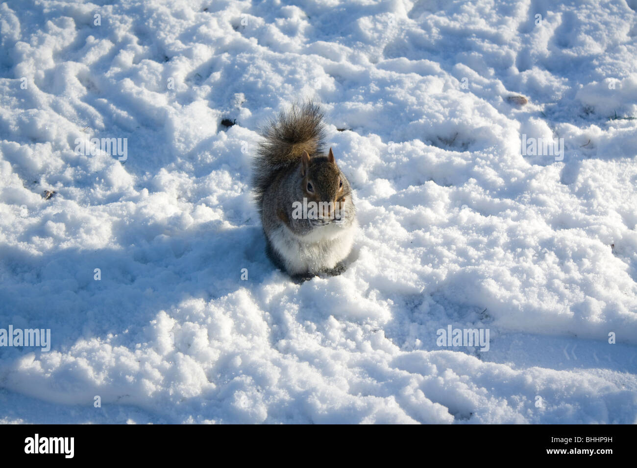 Uno scoiattolo a mangiare cibo nella neve a Birkenhead Park, Wirral Foto Stock