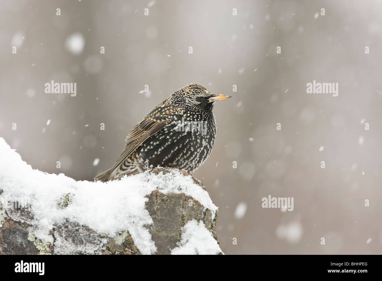 Starling europea nella neve Foto Stock