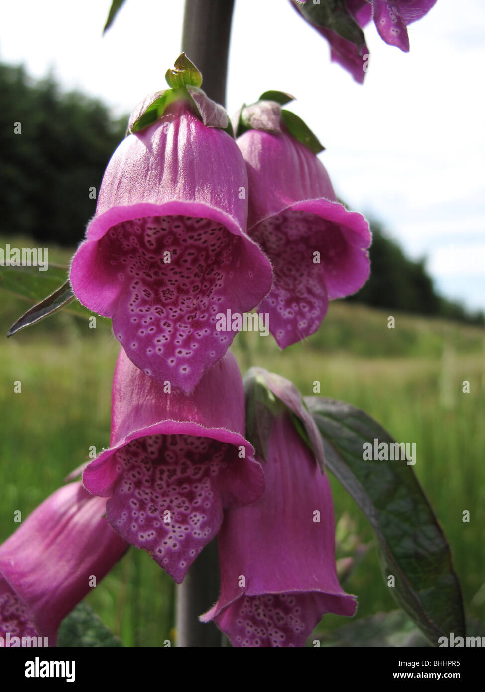 Viola comune foxglove Digitalis purpurea Foto Stock