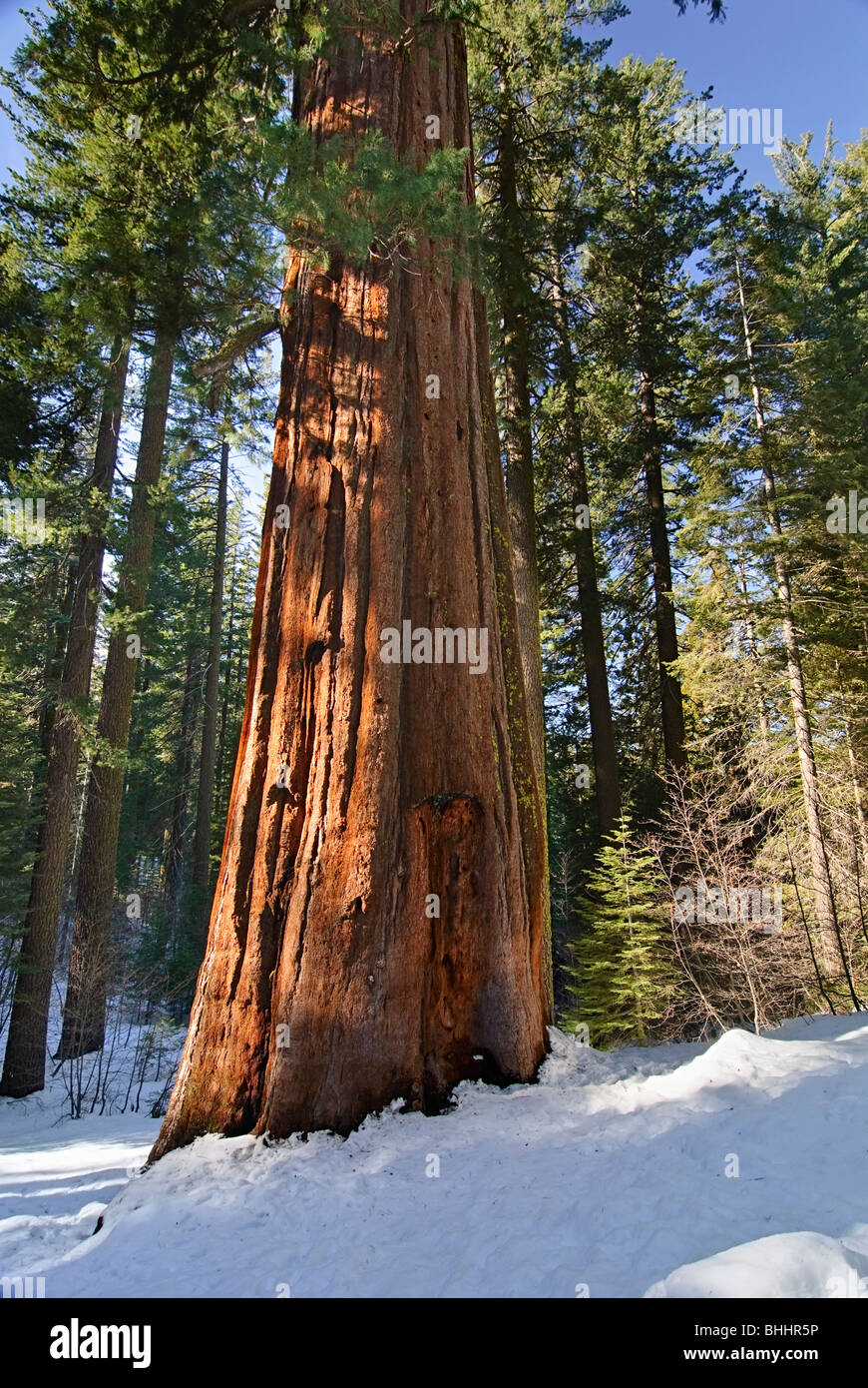 Sequoia gigante di alberi di Tuolumne Grove nel Parco Nazionale di Yosemite. Foto Stock