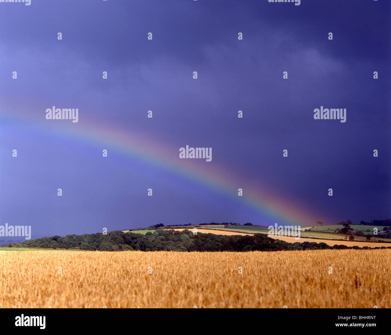 Rainbow su campo di grano, Berkshire, Inghilterra, Regno Unito Foto Stock
