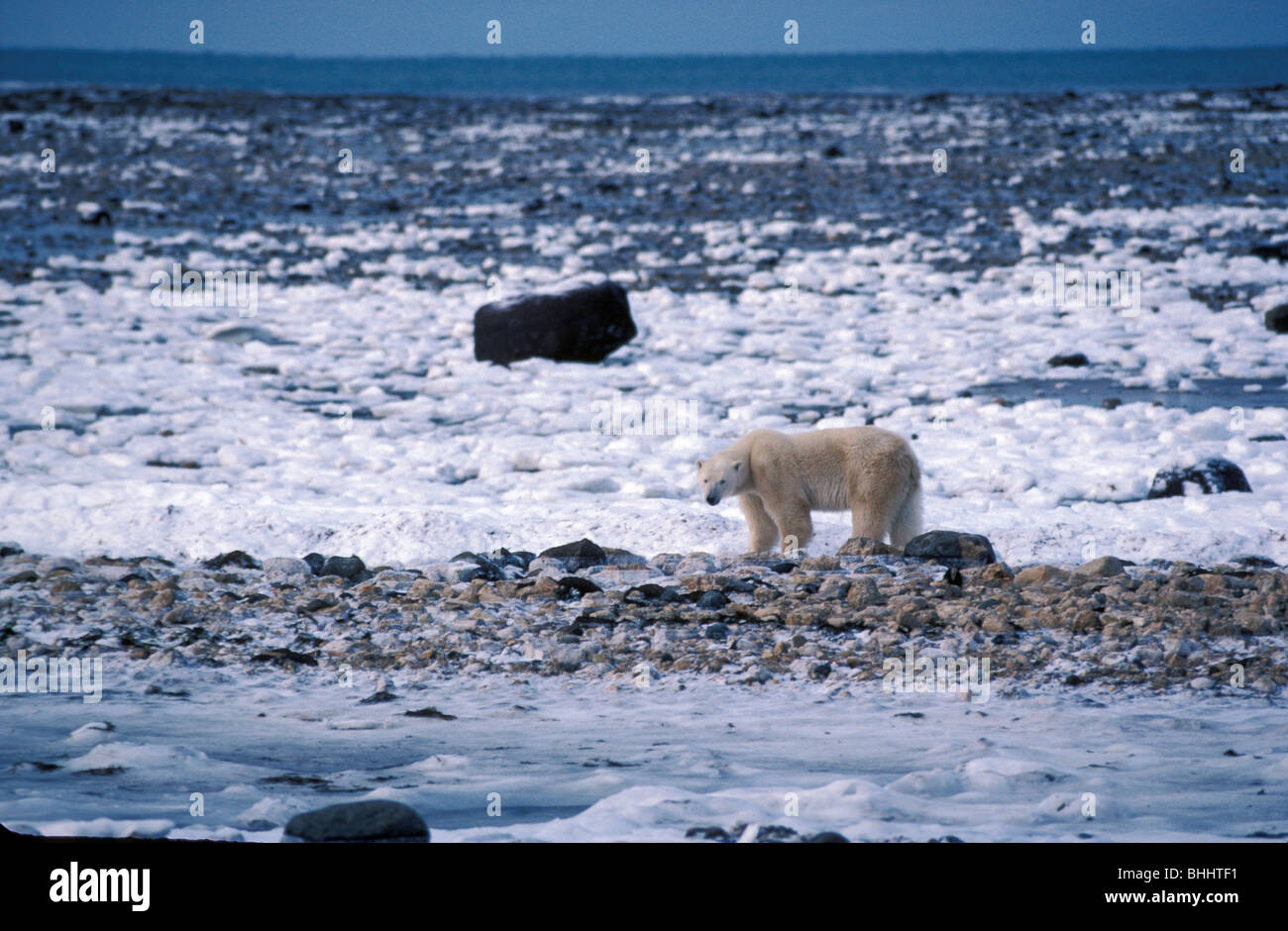 Orso polare (ursus maritimus), nearchurchill, Manitoba, Canada. famoso come uno dei migliori luoghi per visualizzare gli orsi polari. Foto Stock