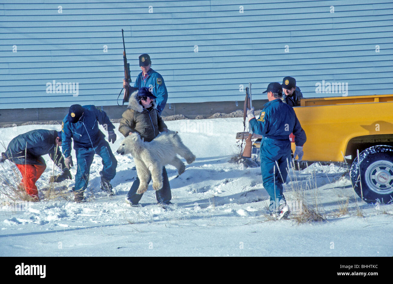 La fauna selvatica ufficiali rimuovendo un tranquilized polar bear cub dalla zona residenziale, Churchill, Manitoba, Canada Foto Stock