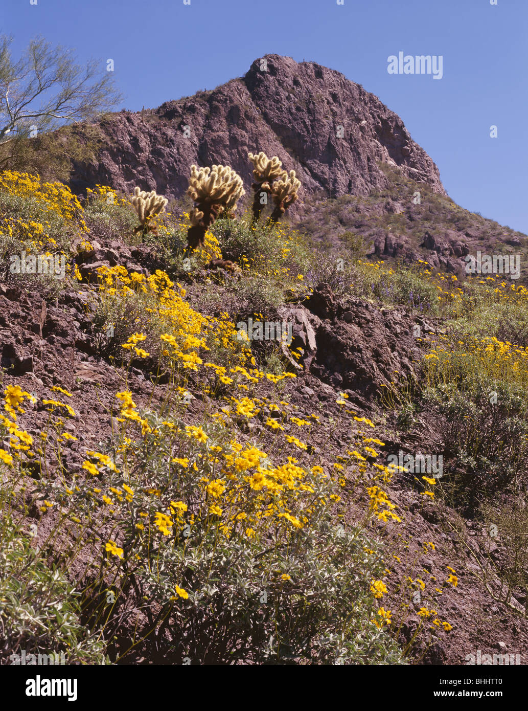 ARIZONA - Brittlebush in fiore sul picco Picacho nel picco Picacho parco dello stato. Foto Stock