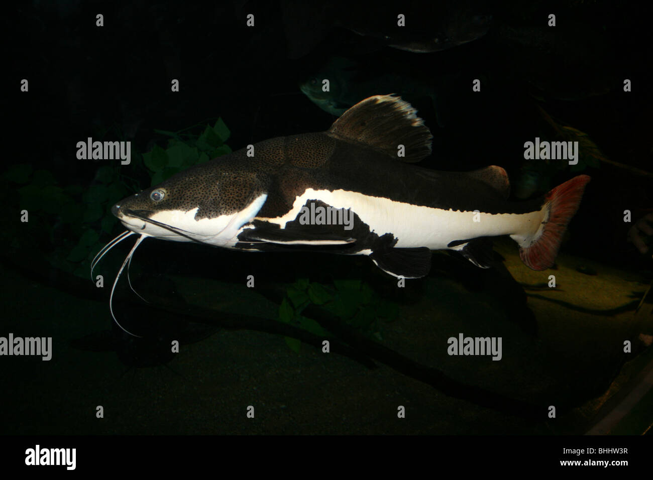 Redtail Catfish Phractocephalus hemioliopterus Foto Stock