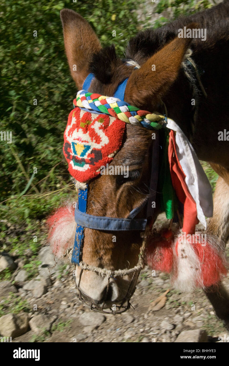 Donkey indossando briglia decorativo Chyamche, Nepal, Circuito di Annapurna Foto Stock