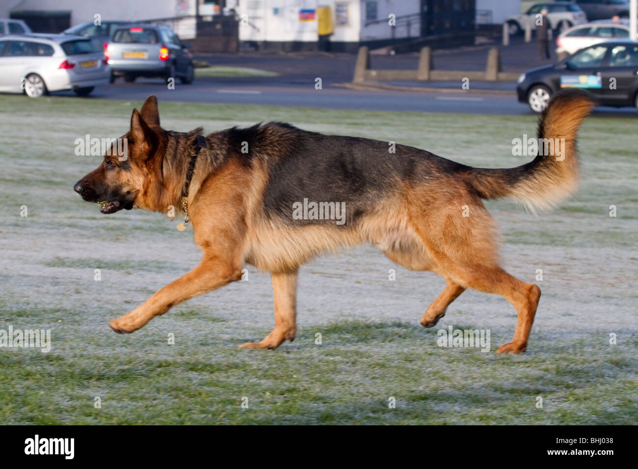 Alsaziano cane che corre in un parco; Lancashire Foto Stock