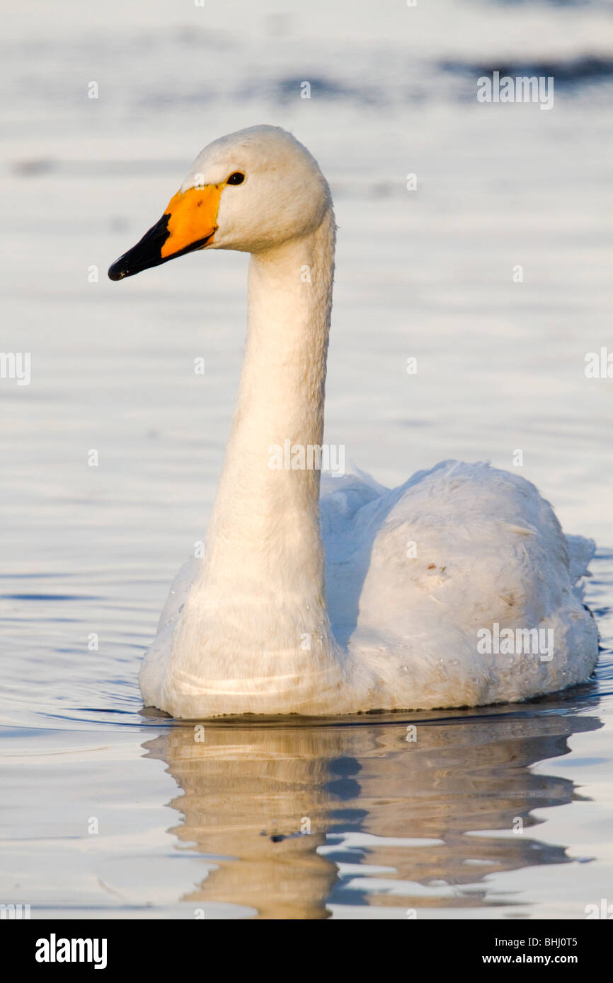Whooper Swan; Cygnus cygnus; Lancashire Foto Stock