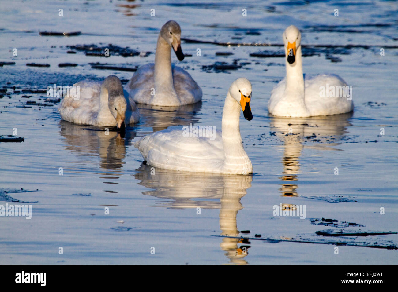 Whooper Swan; Cygnus cygnus; Lancashire con cygnets Foto Stock