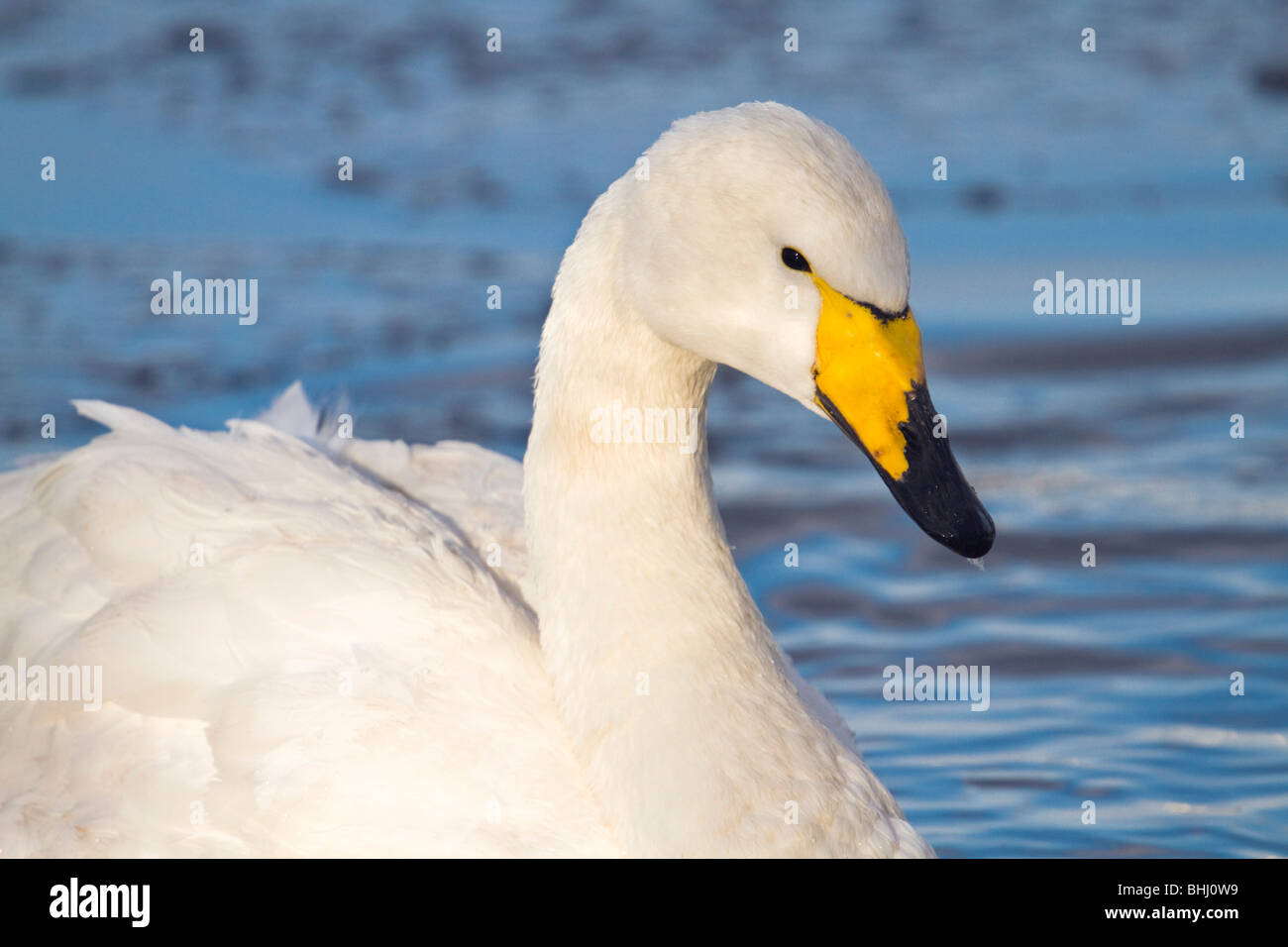Whooper Swan; Cygnus cygnus; Lancashire Foto Stock