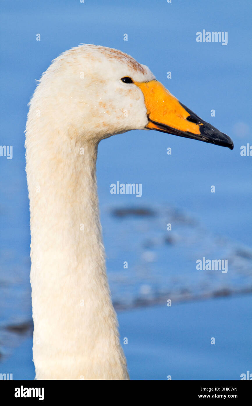 Whooper Swan; Cygnus cygnus; Lancashire Foto Stock