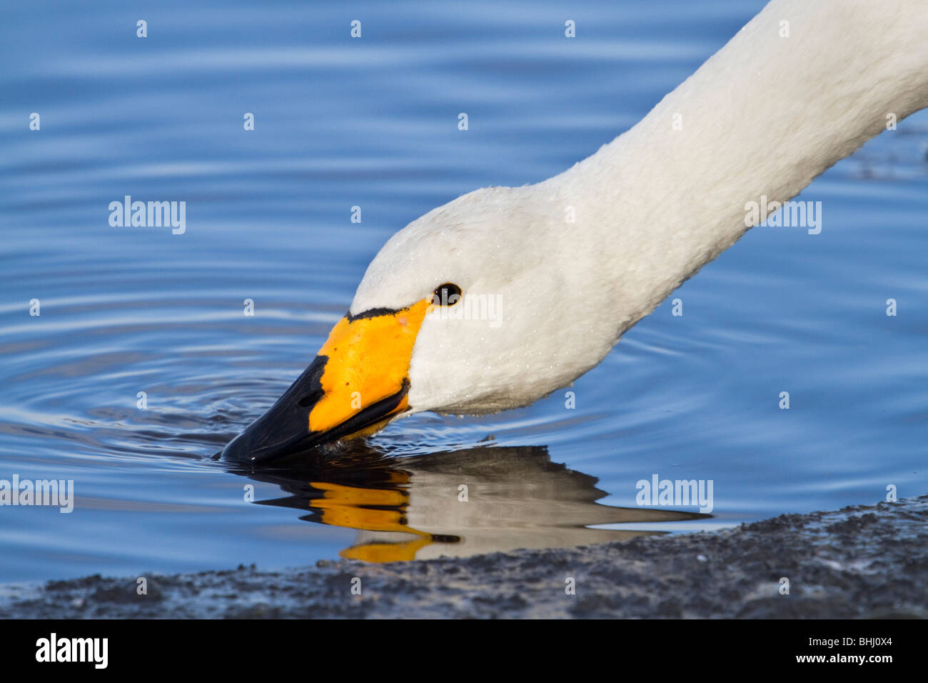 Whooper Swan; Cygnus cygnus; Lancashire Foto Stock
