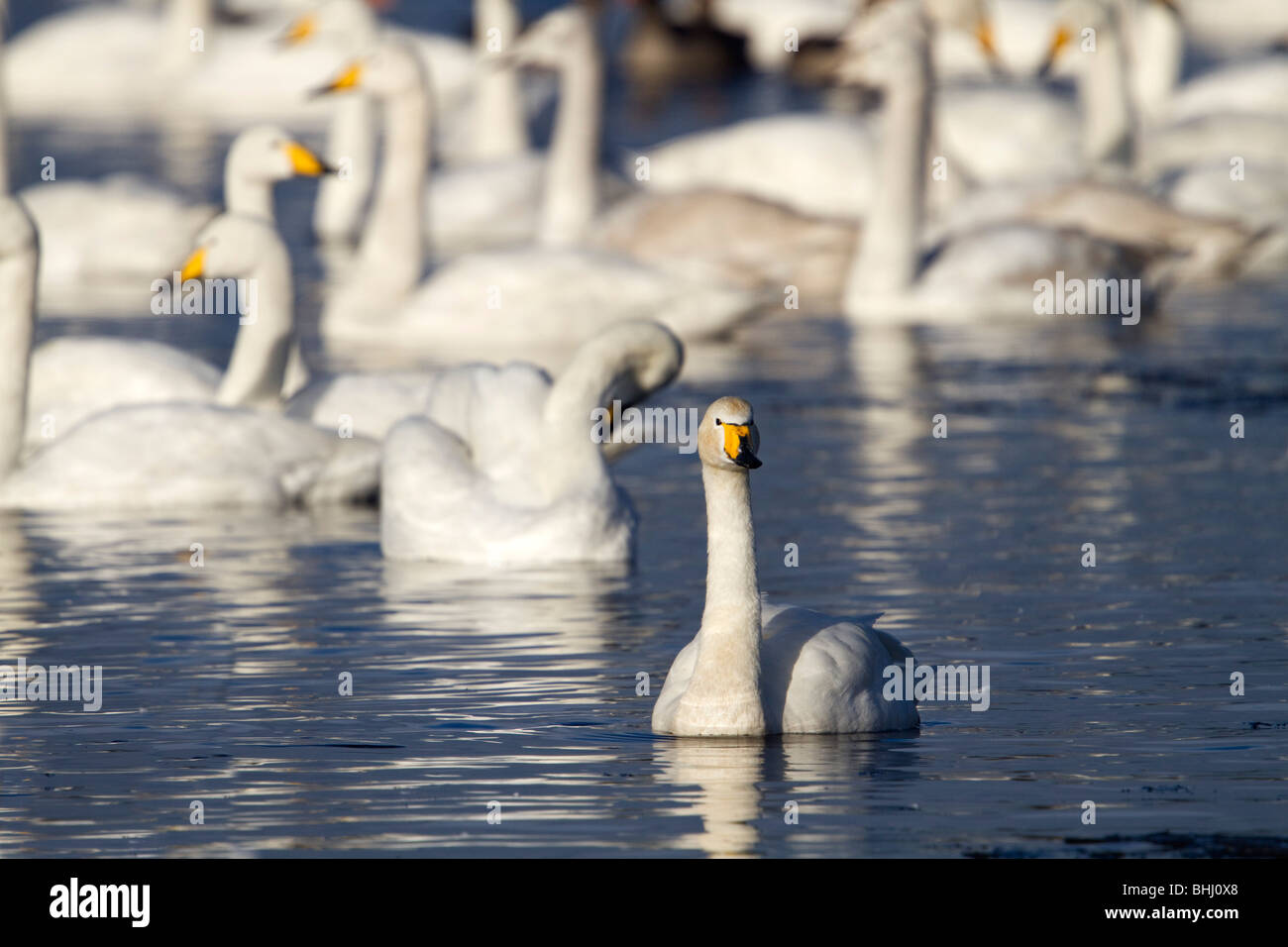 Whooper cigni; Cygnus cygnus; Lancashire Foto Stock