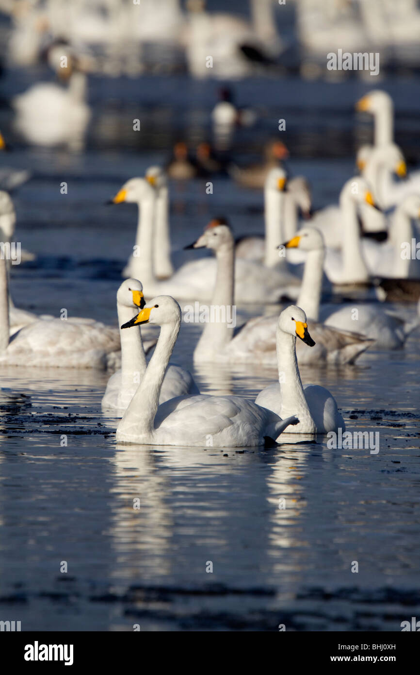 Whooper cigni; Cygnus cygnus; Lancashire Foto Stock