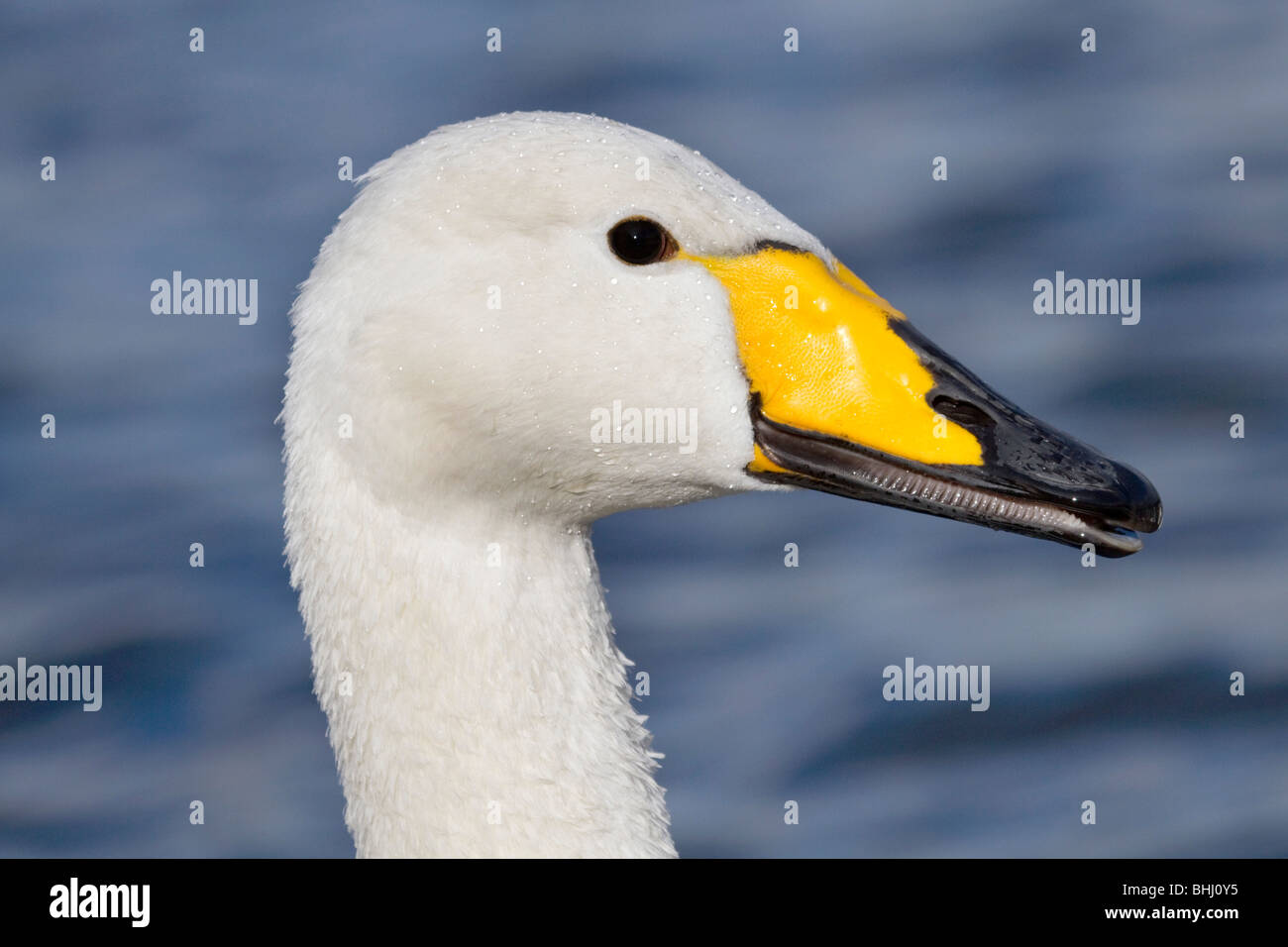 Whooper Swan; Cygnus cygnus; Lancashire Foto Stock