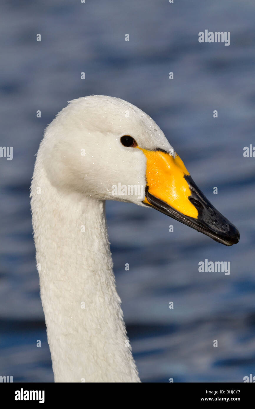 Whooper Swan; Cygnus cygnus; Lancashire Foto Stock