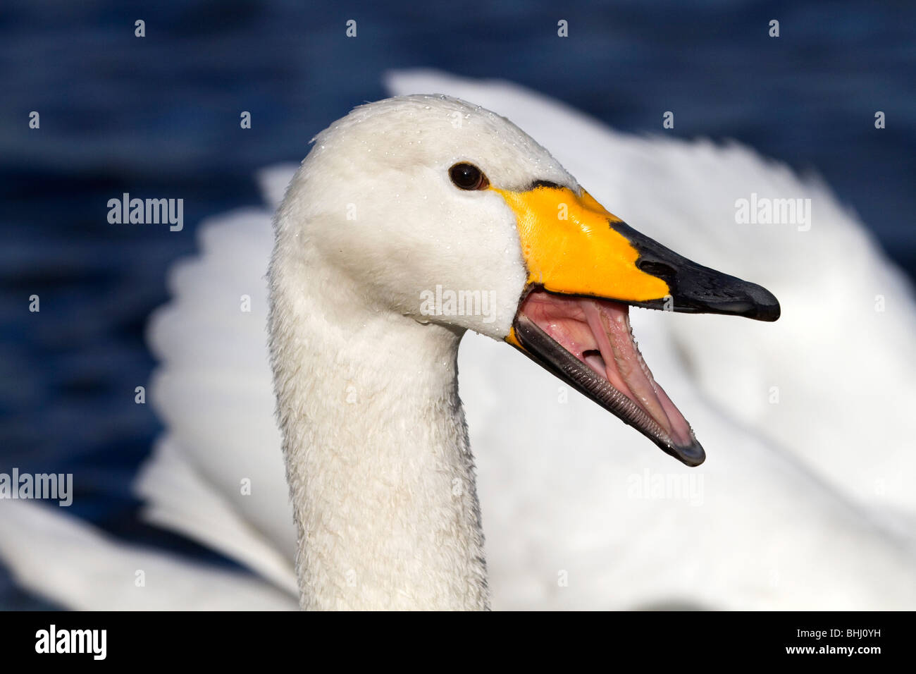 Whooper Swan; Cygnus cygnus; Lancashire, chiamando Foto Stock