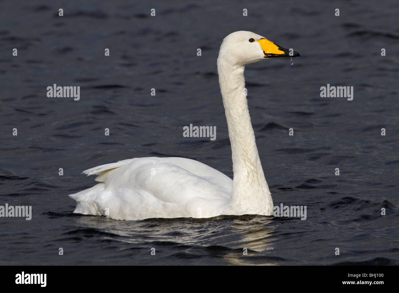 Whooper Swan; Cygnus cygnus; Lancashire; gocciolare sul becco Foto Stock