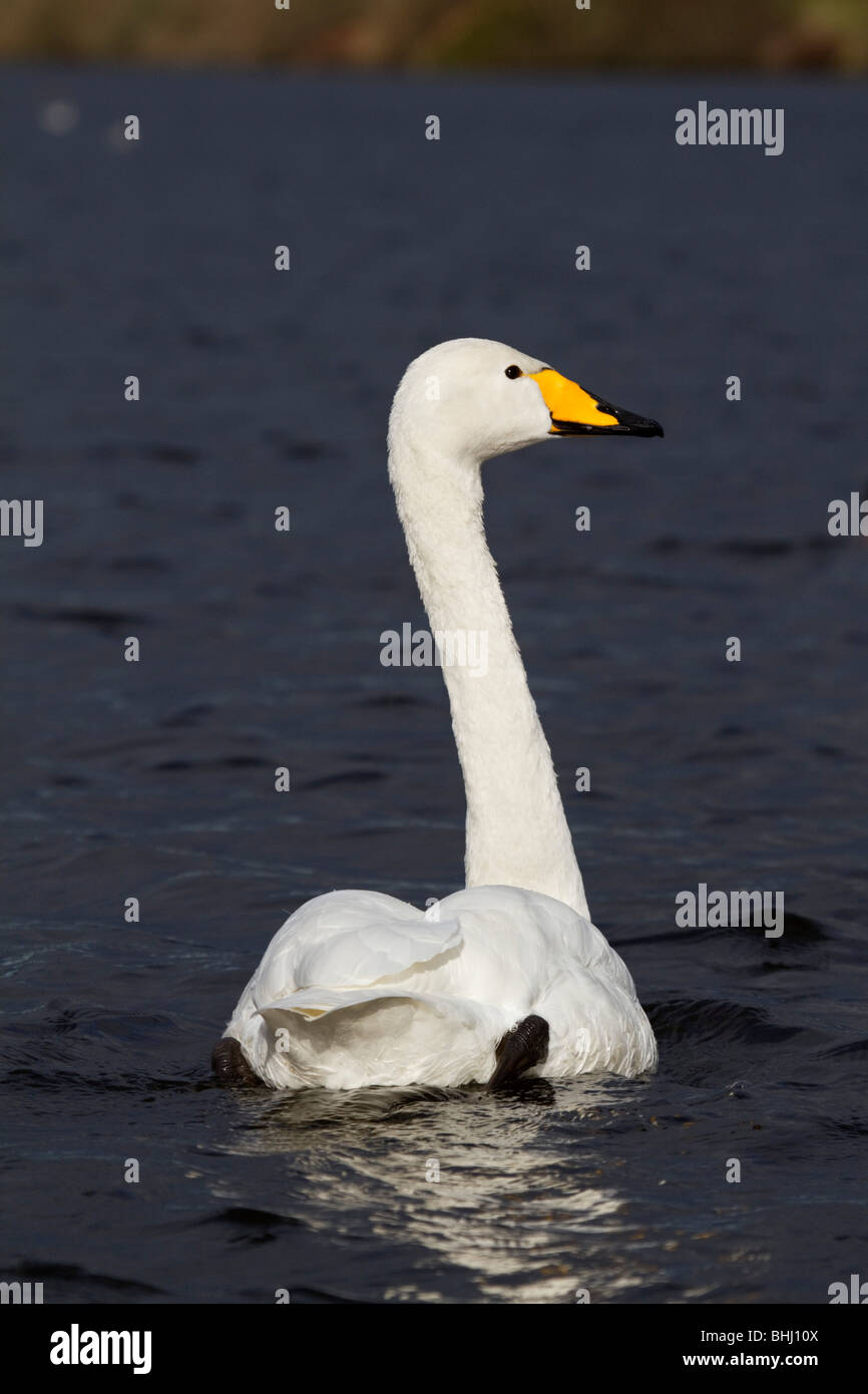 Whooper Swan; Cygnus cygnus; Lancashire Foto Stock