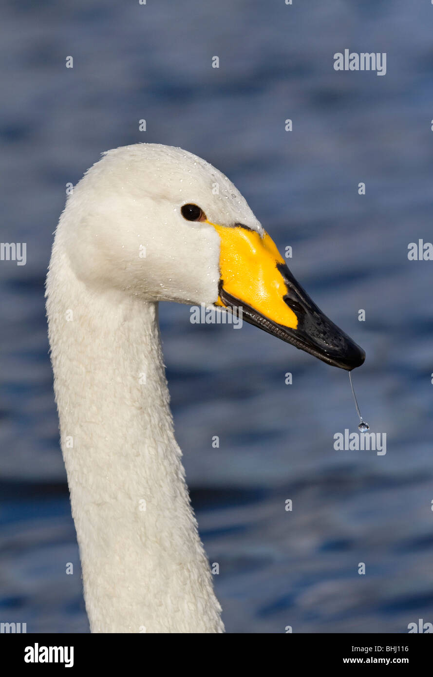 Whooper Swan; Cygnus cygnus; Lancashire; gocciolare sul becco Foto Stock