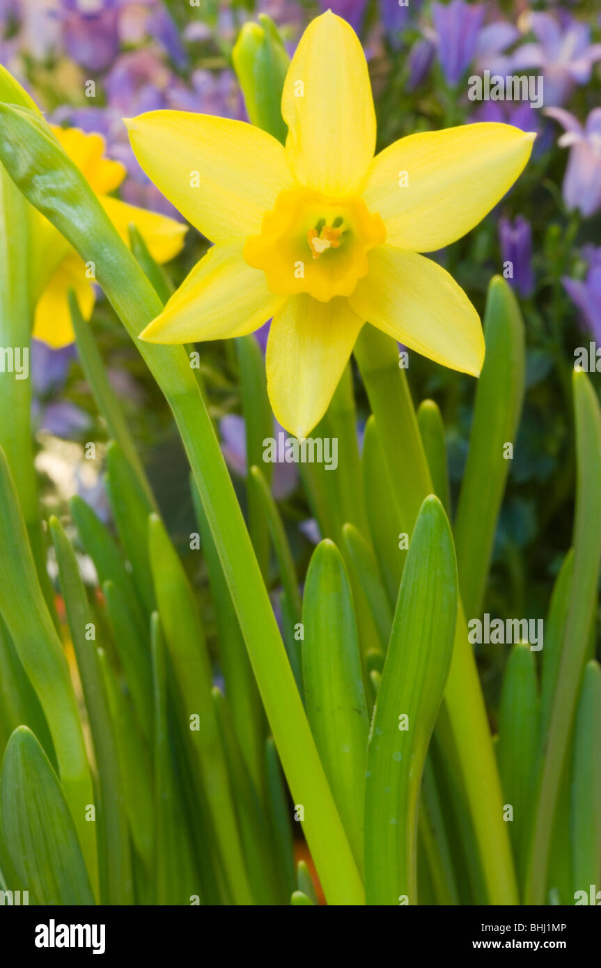 Tete a Tete narciso, miniatura daffodil fiore Foto Stock