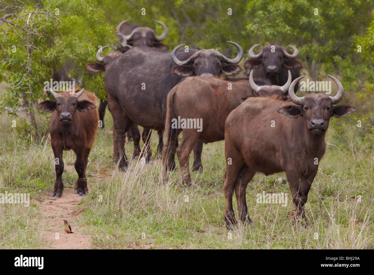 Mandria di bufali nelle pianure africane Foto Stock