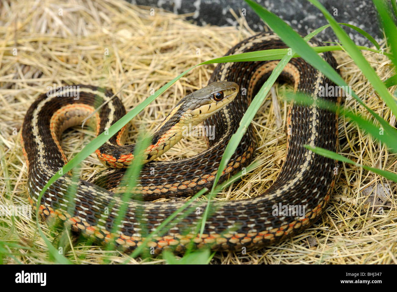 Common garter snake (Thamnophis sirtalis) Basking, maggiore Sudbury, Ontario, Canada Foto Stock