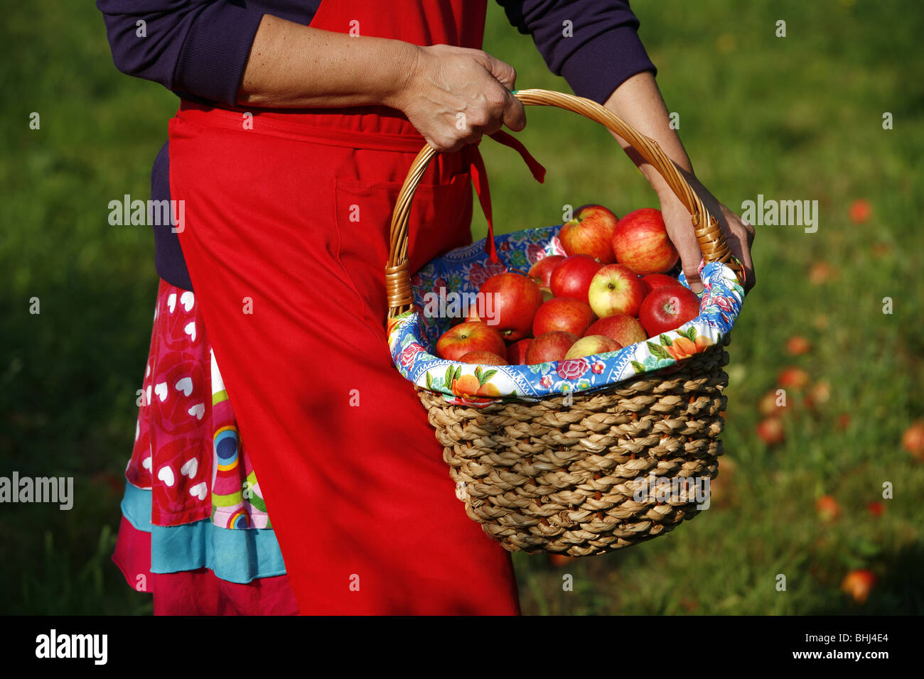 Una signora della raccolta di mele Foto Stock