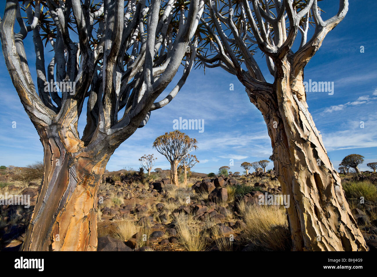 Faretra Tree (Aloe dichotoma) foresta vicino a Keetmanshoop in Namibia Foto Stock