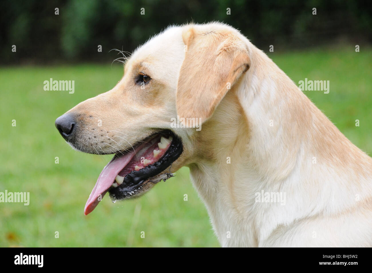 Un bianco labrador Foto Stock Un bianco labrador Foto Stock