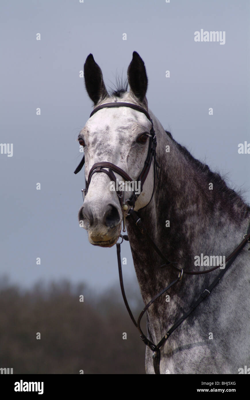 Un cavallo grigio Foto Stock