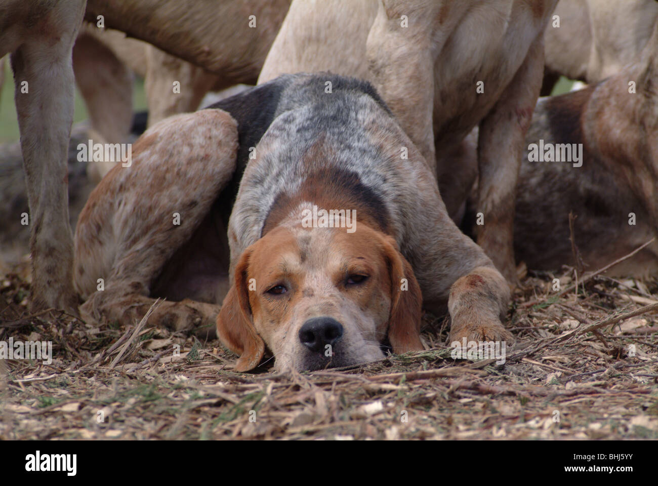 Un foxhound Foto Stock