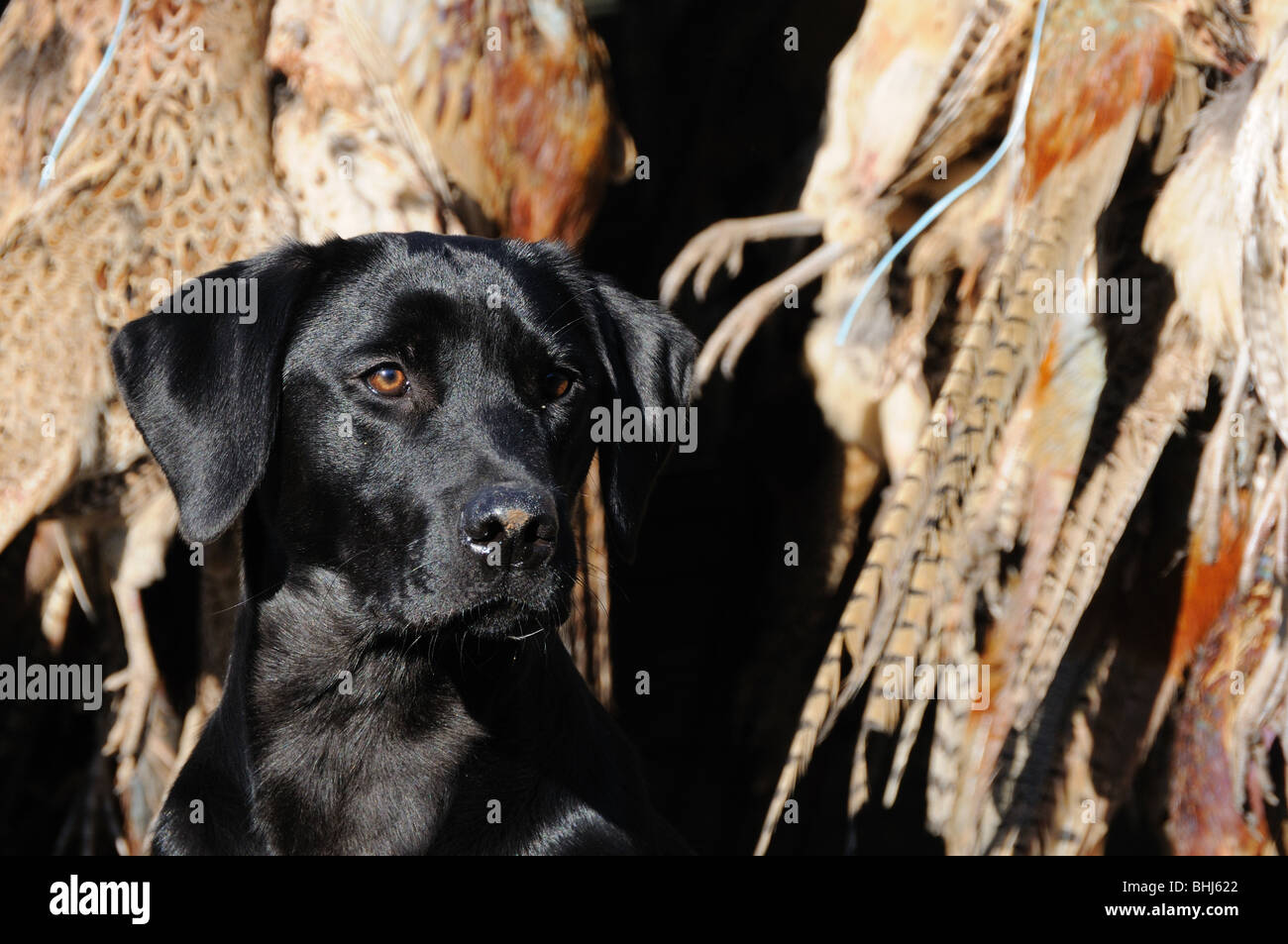 Un labrador nero seduto in un veicolo con morti fagiani Foto Stock