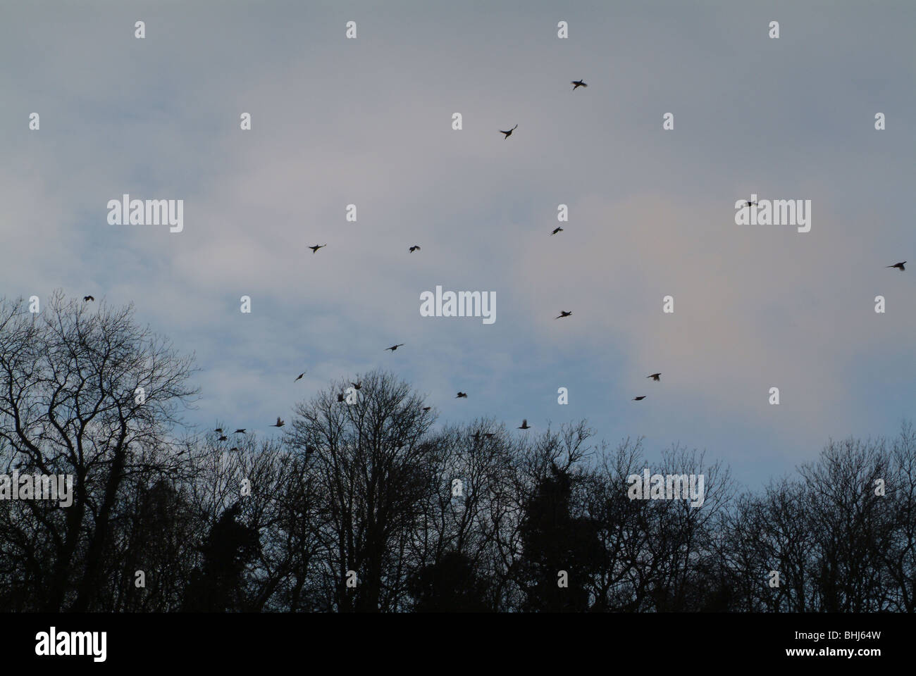 Uccelli che vola nel cielo durante le riprese Foto Stock