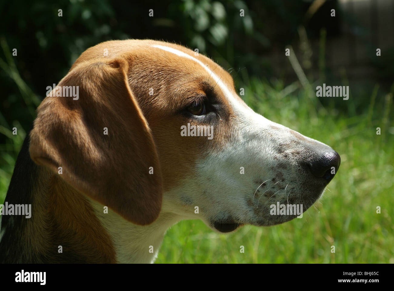 Un cane da caccia Foto Stock