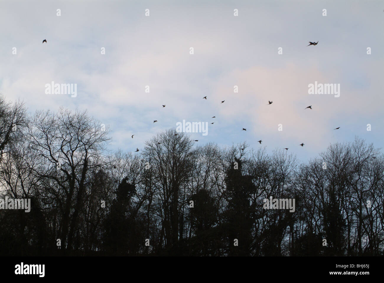 Uccelli che vola nel cielo durante le riprese Foto Stock