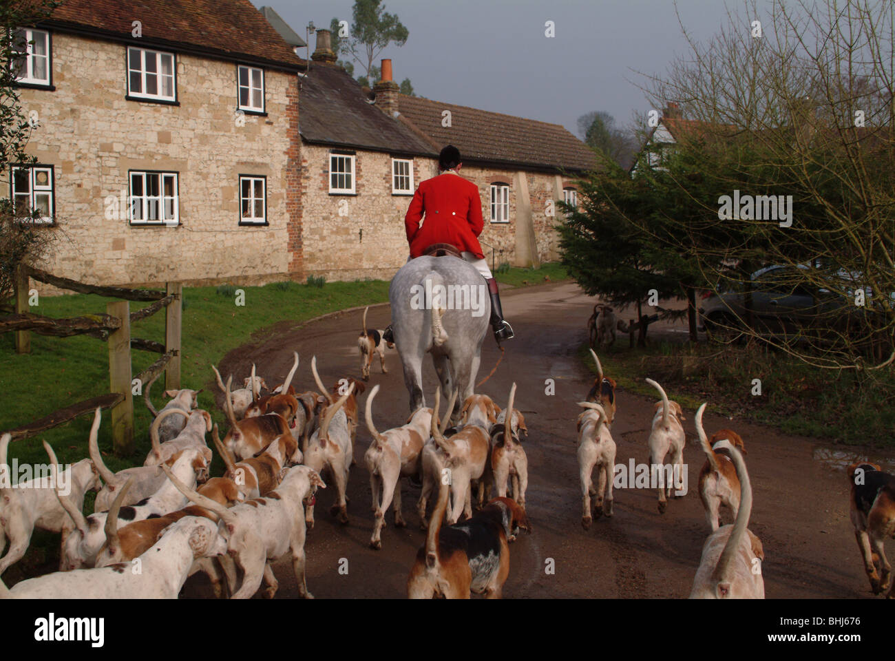 Una persona su un cavallo con hounds Foto Stock