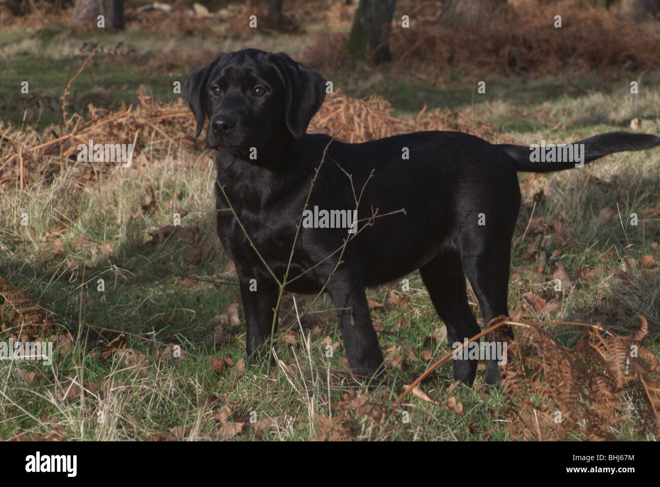 Un cucciolo di Labrador Foto Stock