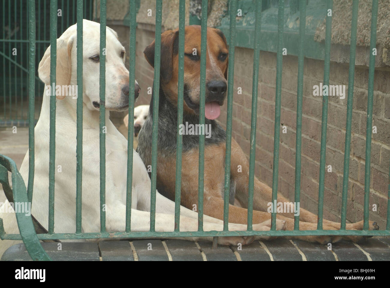 Due cani in un canile Foto Stock