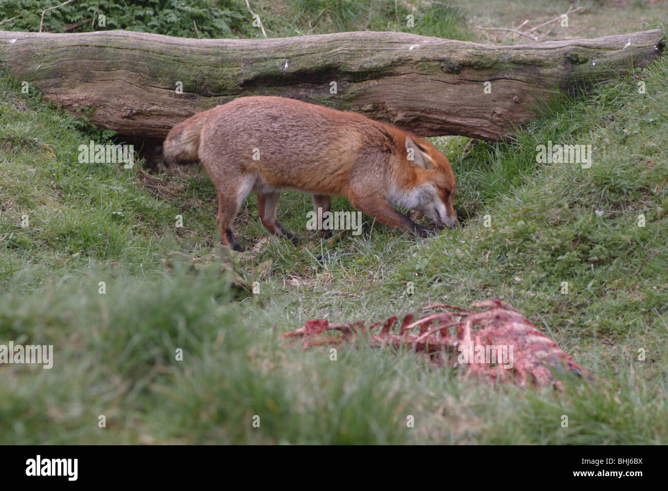 Una volpe accanto a un carcus Foto Stock