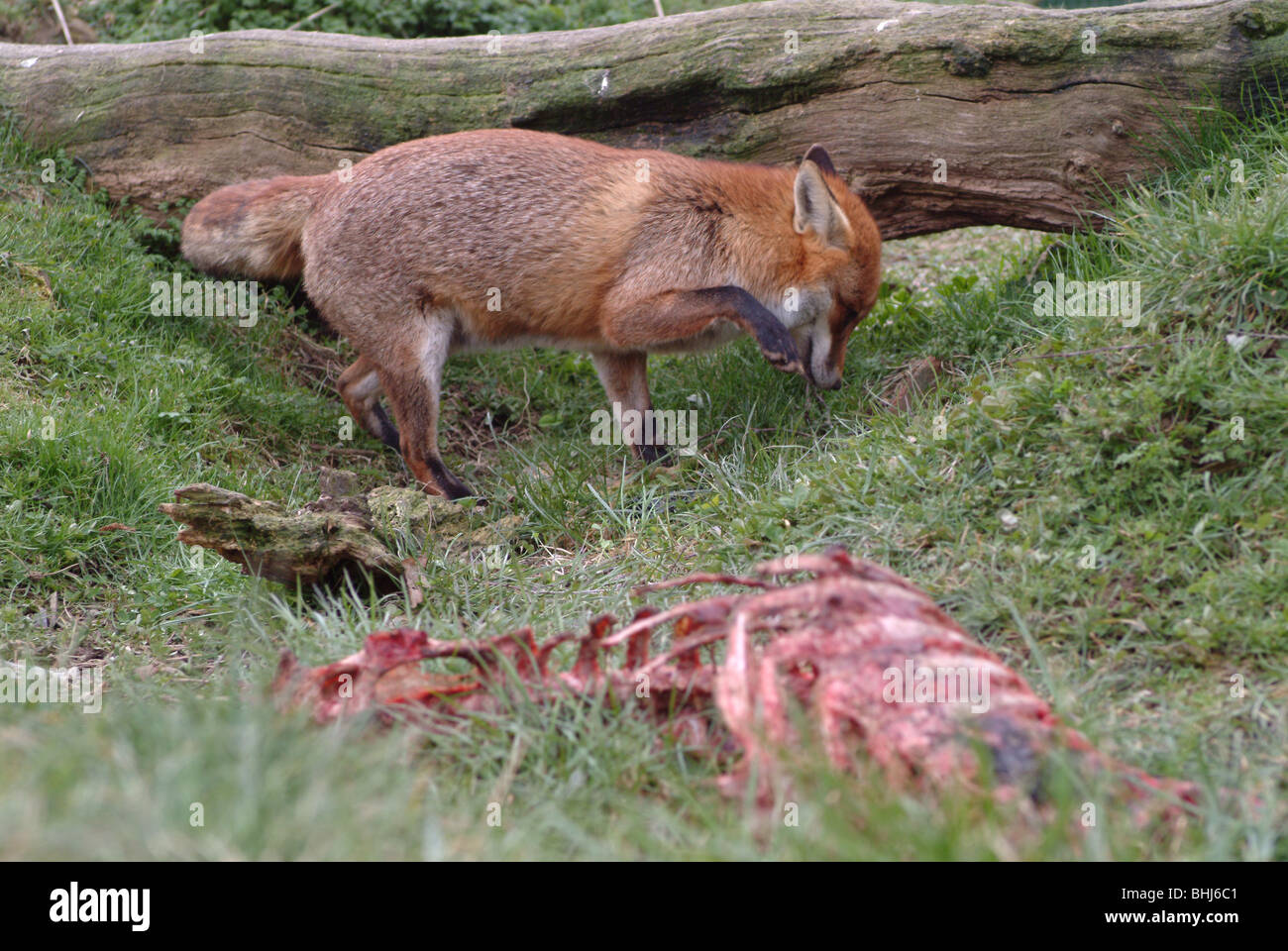 Una volpe accanto a un carcus Foto Stock