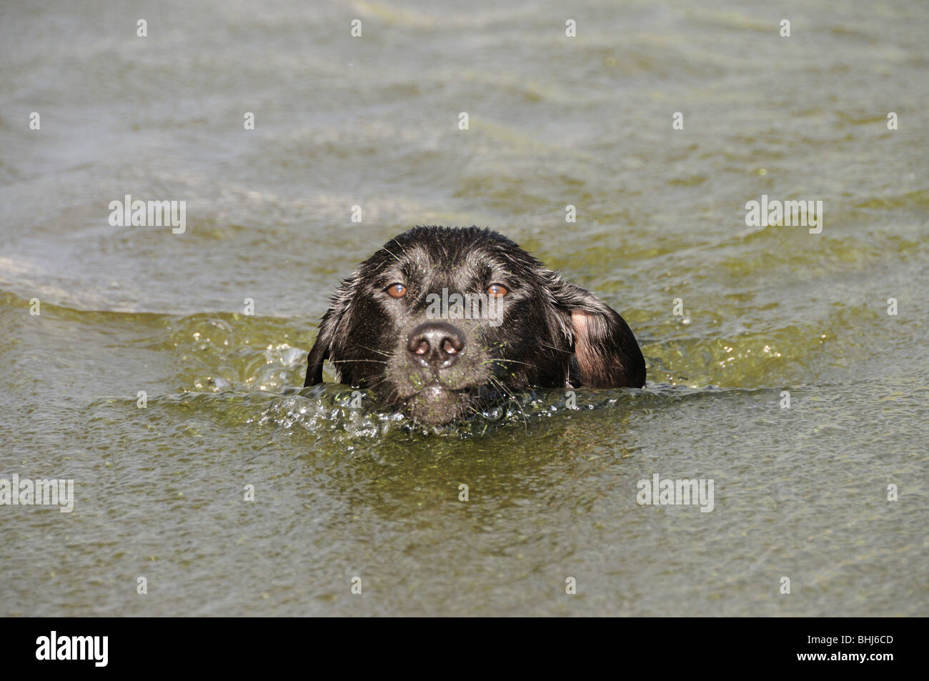 Un labrador nero nuoto Foto Stock