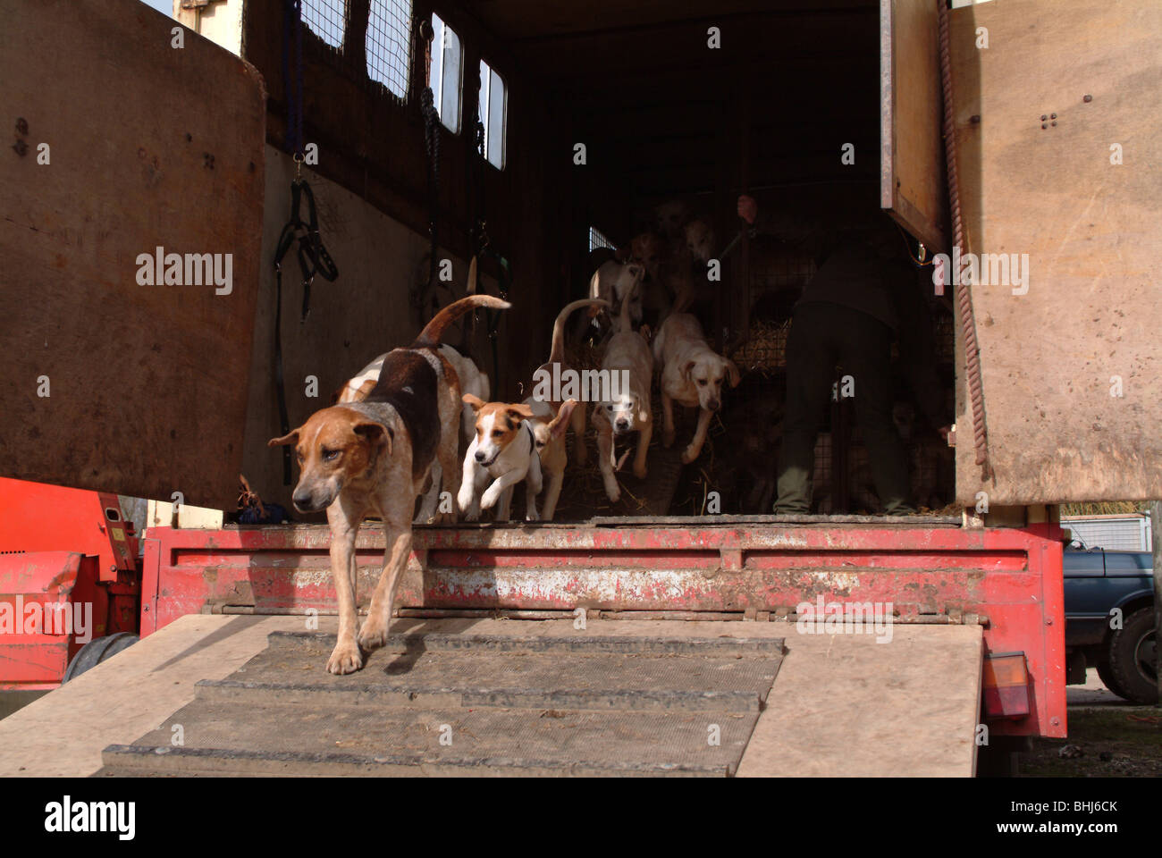 Foxhounds Foto Stock