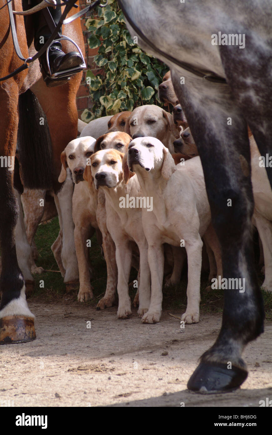 Cavalli e foxhounds Foto Stock