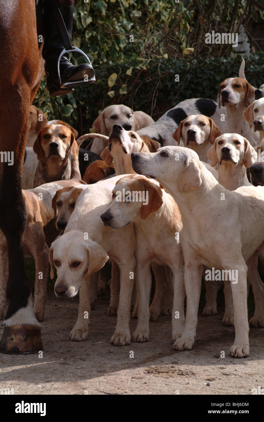 Foxhounds e da un cavallo Foto Stock