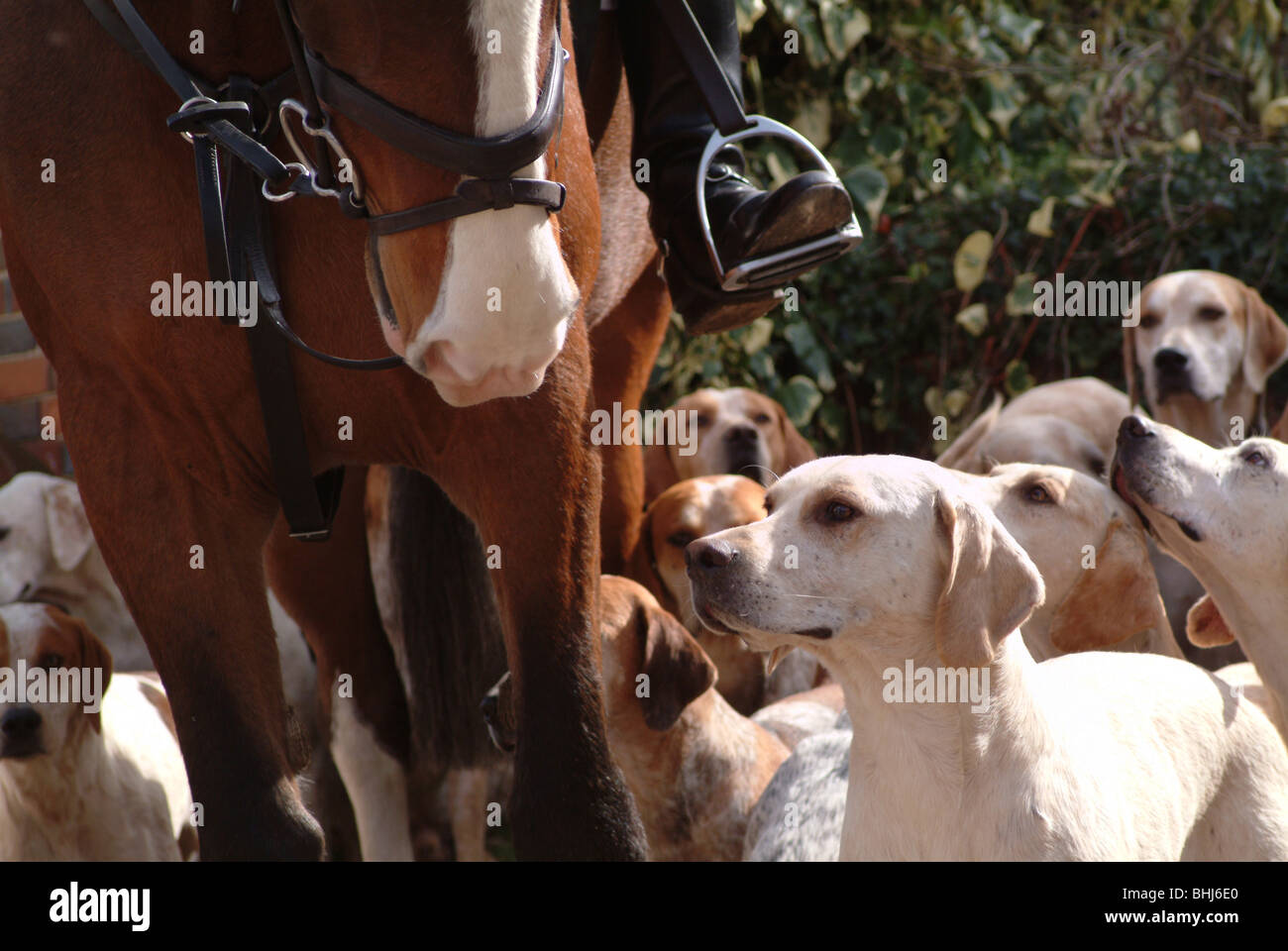 Foxhounds e da un cavallo Foto Stock