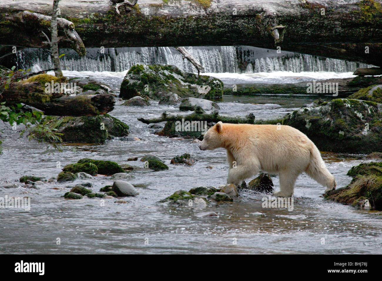 Kermode bear, o spirito di Orso (Ursus americanus kermodei) su un flusso remoto nel nord della British Columbia, Canada, vicino a Princess Foto Stock