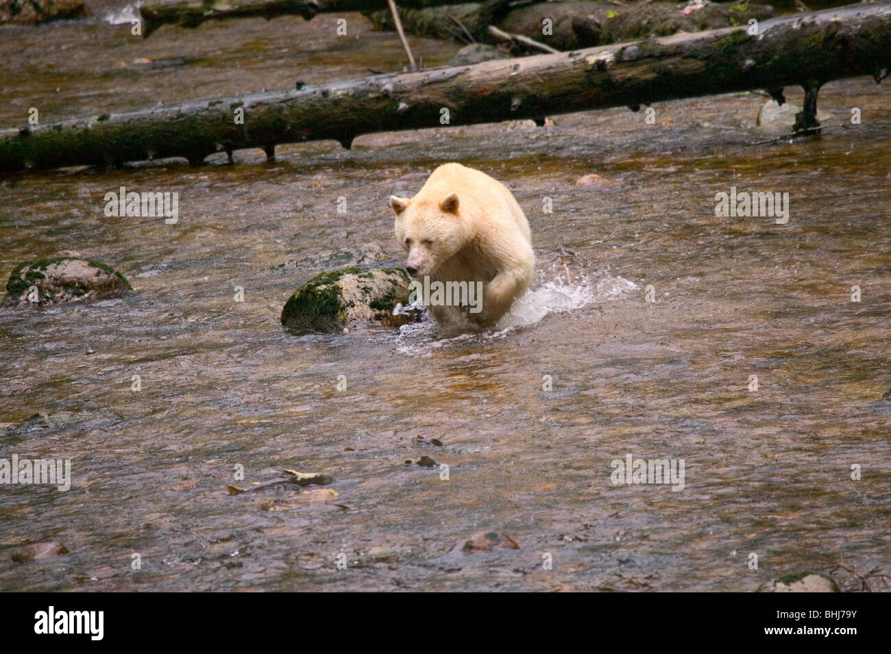 Kermode bear, o spirito di Orso (Ursus americanus kermodei) su un flusso remoto nel nord della British Columbia, Canada, vicino Gribble Isola Foto Stock